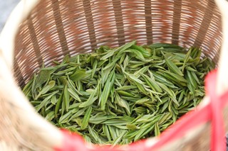 采摘的春茶。