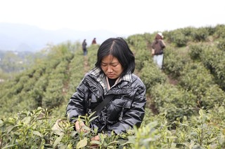 王常菊忙着采摘春茶。