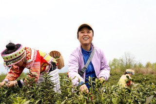 游客张女士在茶场体验采茶的乐趣。