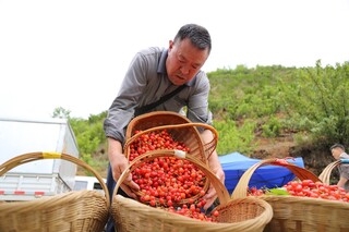收购商在古达乡水营村收购樱桃 陈春志 摄 (5).JPG