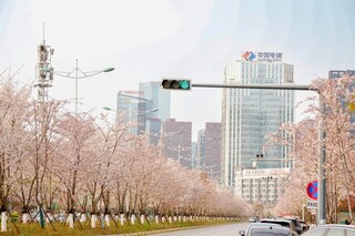 诚信南路樱花盛开。