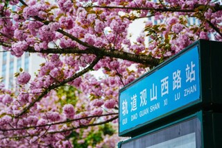 观山西路地铁站晚樱盛开。