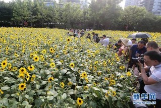 （社会）（4）上海：暂别阴雨 游人赏花