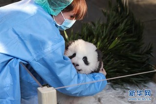 （国际）（8）在德出生大熊猫双胞胎命名为“梦想”“梦圆”