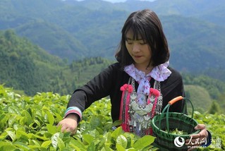 茶园里,采茶的少数民族姑娘.人民网 程浩 摄