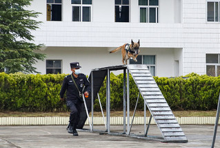 戍边警犬训练现场。保山市公安局供图