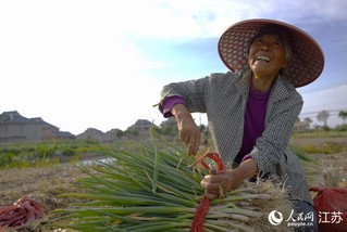 葱农在绑扎香葱，每捆约25斤。  人民网 范尧摄