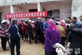 致富养鸡好段_致富经养鸡_致富养鸡视频