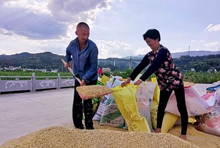 大别山里秋收忙