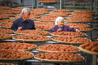 蓬华脐橙化身“黄金果”助力产业转型升级。福建省乡村振兴促进会供图