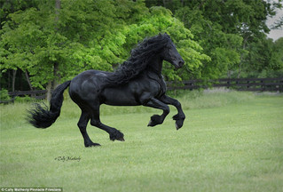 世界最帅黑马 配种费一次3.5万元