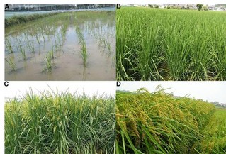 2米!中科院推出高产水稻新种质"巨型稻"