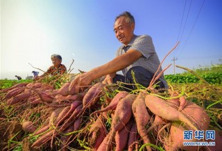 （经济）（3）河北磁县：小薯苗撑起脱贫致富大产业