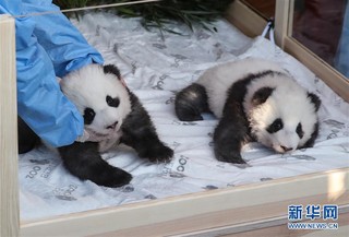 （国际）（10）在德出生大熊猫双胞胎命名为“梦想”“梦圆”