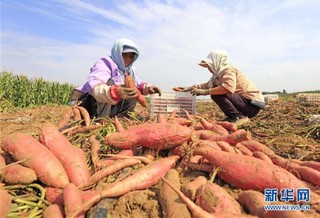 （社会）（3）河北滦南：发展特色农业促增收