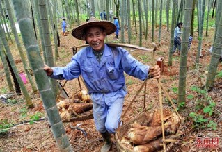 南平建瓯竹林面积居全国县(市)之首