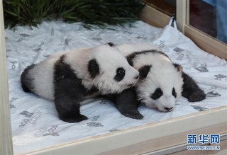 （国际）（1）在德出生大熊猫双胞胎命名为“梦想”“梦圆”