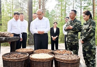 许勤在漠河林场自然林区督导检查。