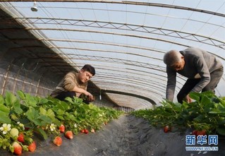 #（经济）（3）河北沧州：“三金”拓宽农民增收路