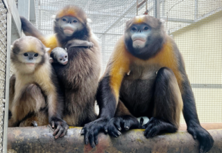 2024年4月2日，在贵州梵净山国家级自然保护区管理局野生动物救护中心（黔金丝猴研究中心） 拍摄的黔金丝猴“黔宝”一家。