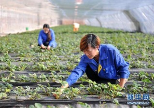 （经济）（1）河北青县：合作社助农增收