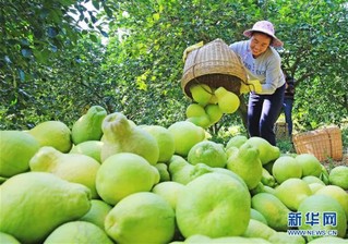 #（经济）（1）广西融水：苗乡柚丰收