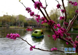（春季美丽生态）（4）上海：千花百卉争明媚