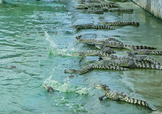 在江西省修水县江西君博鳄鱼养殖场，成群的养殖鳄鱼慵懒的晒着太阳。