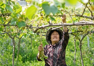 2024年4月10日，贵州省毕节市纳雍县玉龙坝镇武佐河红心猕猴桃种植基地，村民在采摘雄花蕾制作花粉。 杨英 摄