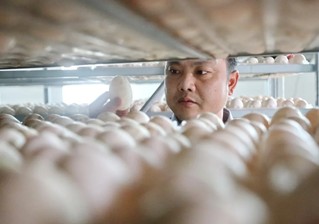 罗炳江察看精选白鸭种蛋