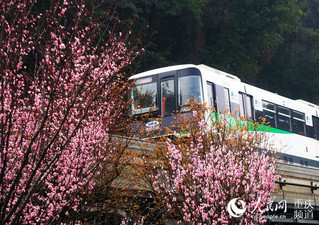 图片中心      近日,随着天气转暖,重庆主城的樱花,桃花,紫玉兰等竞相