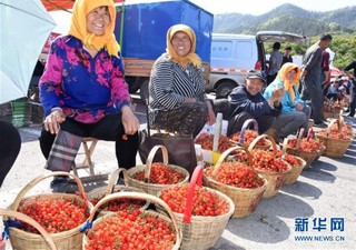 （社会）（2）山东青岛：樱桃丰收 采摘助农