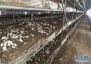 （经济）（5）山东莘县：小蘑菇打造大产业