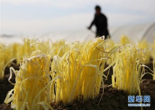 #（经济）（3）江苏海安：韭黄助力农民增收