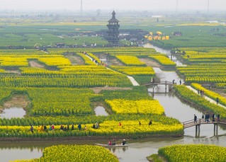 菜花节期间游客在千垛景区游玩。周社根摄