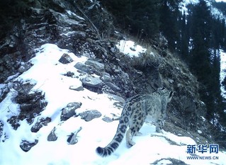 （图文互动）（3）新疆：天山冬季雪豹调查取得阶段性成果