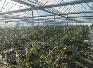郎溪县蓝莓种植大棚。郎溪县委宣传部供图