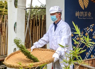 工人熟练地制茶。