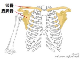 作为人体206块骨头的其中一部分,锁骨以关节的形式连接胸骨和肩胛骨