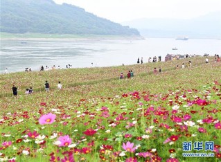 （春季美丽生态）（1）重庆：格桑花开长江畔