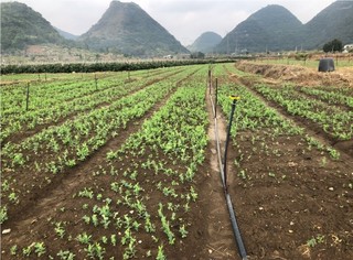 豌豆尖种植基地里冒尖的豌豆尖