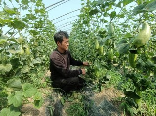 瓜农们迎来了丰收的季节。
