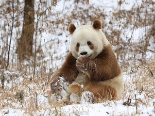 棕色大熊猫七仔见雪变身"雪花熊"