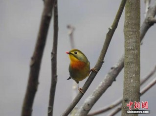 初春时节 湖北神农架林区鸟儿"闹"枝头