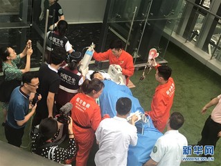 （长宁地震·图文互动）（2）长宁地震首位重伤员通过“空中120”转运到成都接受治疗
