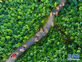 （经济）（1）广西柳州：打造美丽荷塘  助力乡村脱贫