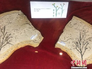 樱花“近亲”等珍稀化石南京展出重现远古“花花世界”