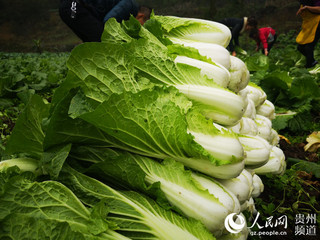 地方联播 时值冬季,正是白菜成熟收获时节.