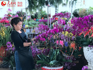 海口:花市喜气迎新春 小型精致年花成市场新宠