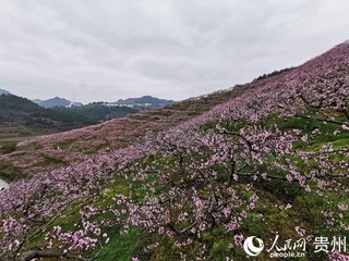 石阡县五德镇:繁花似锦仲春到 产业增收有盼时